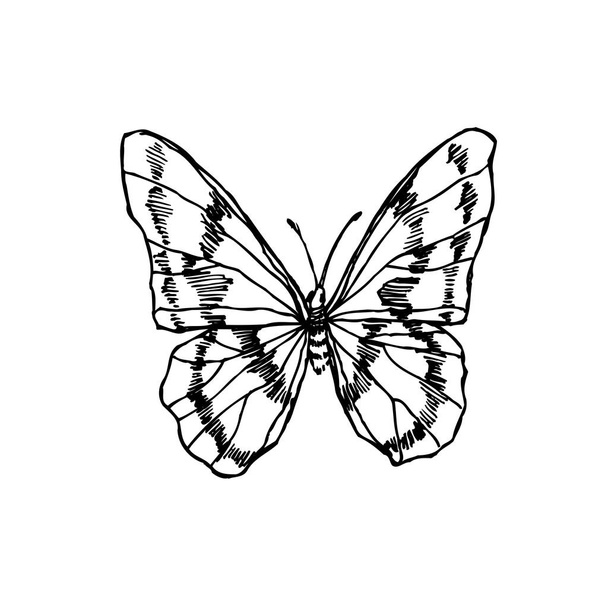Bug sketch / Hand drawn insect illustration - vector - Vetor, Imagem