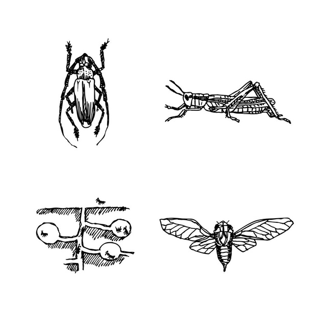 Bug sketch / Hand drawn insect illustration - vector - Vettoriali, immagini