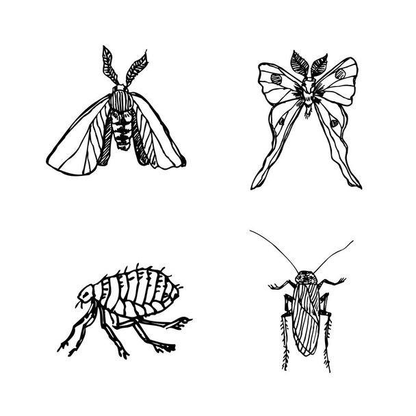 Bug vázlat / kézzel rajzolt rovar illusztráció - vektor - Vektor, kép