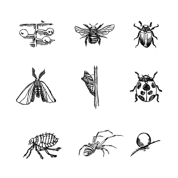Bug sketch / Hand drawn insect illustration - vector - Vector, Imagen