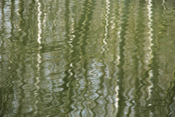 agitant le reflet des troncs d'arbres à la surface de l'eau
 - Photo, image