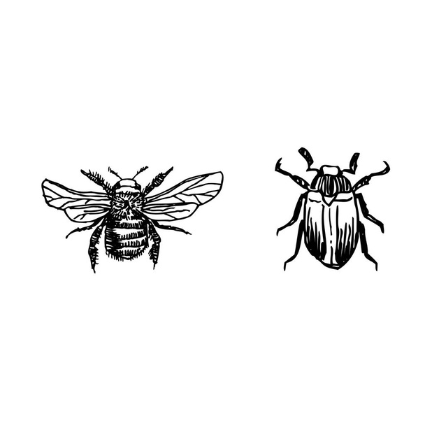 Bug sketch / Hand drawn insect illustration - vector - Vector, Image