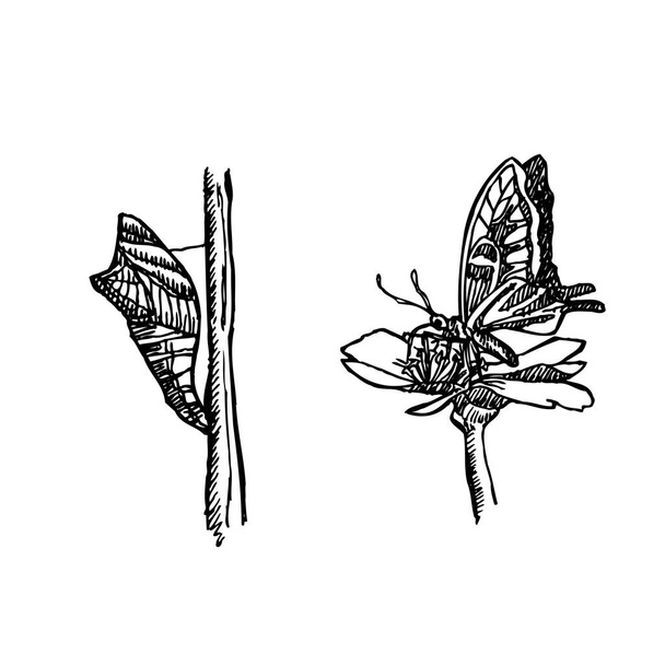 Käferskizze / handgezeichnete Insektenillustration - Vektor - Vektor, Bild