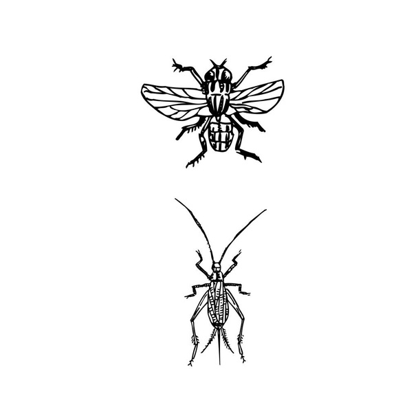 Bug sketch / Hand drawn insect illustration - vector - Vektör, Görsel