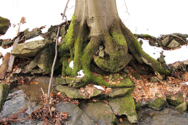 racines bizzare d'un arbre au-dessus du ruisseau dans la vallée dans les montagnes
 - Photo, image