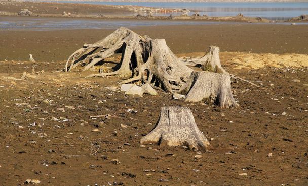 stumps of dead trees with revealed roots on the bottom of drying pond - Photo, Image