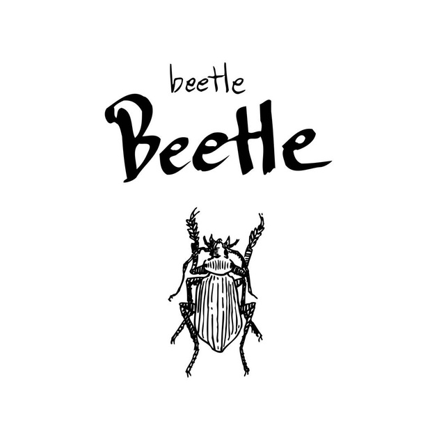 Bug sketch / Hand drawn insect illustration - vector - Вектор,изображение