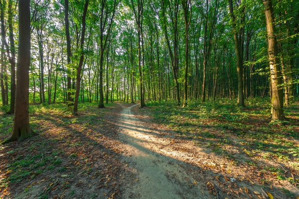 beautiful green morning  forest  - Valokuva, kuva