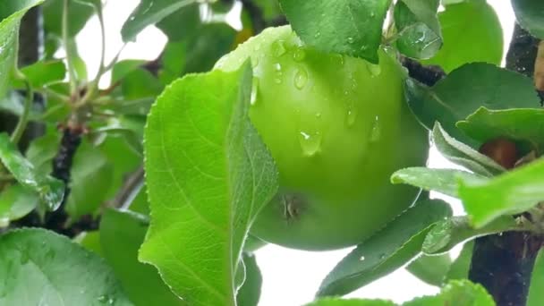 Chuva cai sobre as maçãs e as folhas da árvore
 - Filmagem, Vídeo