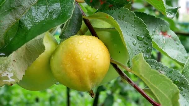 Letni deszcz w ogrodzie z jabłkami - Materiał filmowy, wideo