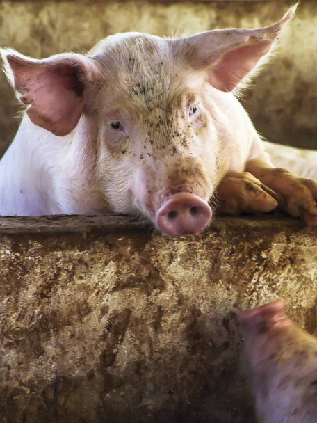 農場の小さな小豚。哺乳類の餌を待っています。ブラジルの屋台で豚が - 写真・画像