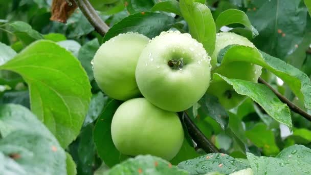 Sommerregen im Garten mit Äpfeln - Filmmaterial, Video