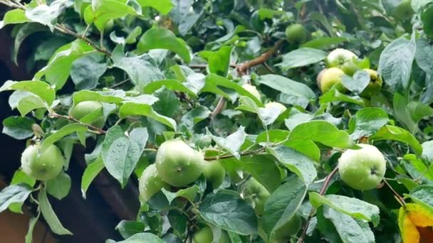 Elma bahçesi içinde belgili tanımlık ağaç dal üzerinde sulu elma - Video, Çekim
