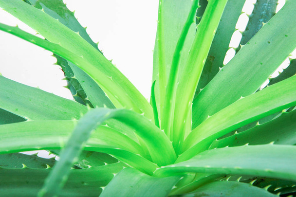 Aloe Vera Plant Stock Photos - Φωτογραφία, εικόνα