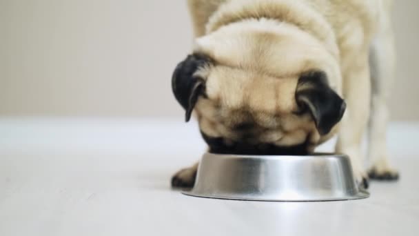 Close-up pug dog eating from bowl slow motion - Metraje, vídeo