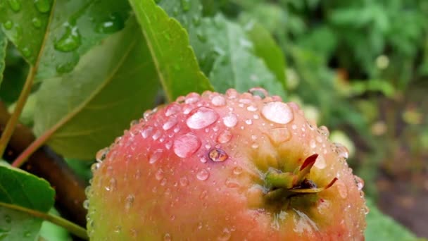 Saftige Äpfel auf dem Ast im Apfelgarten - Filmmaterial, Video