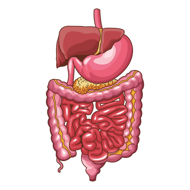 анатомическая карикатура на органы человека
 - Вектор,изображение