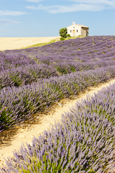 kapel met Lavendel veld, plateau de valensole, provence, fran - Foto, afbeelding