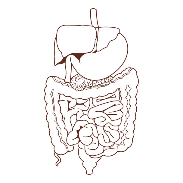 anatomía dibujo animado órgano humano
 - Vector, imagen