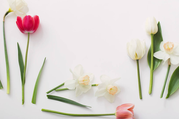 spring flowers on white background - 写真・画像