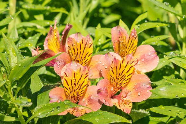 primer plano de flores de alstromeria naranja en flor con gotas de lluvia
  - Foto, imagen