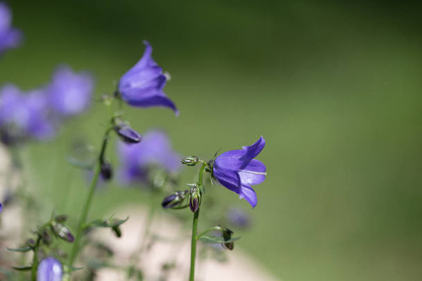 Kék Campanula Bellflowers. Kis kék tavaszi virágok háttér - Fotó, kép