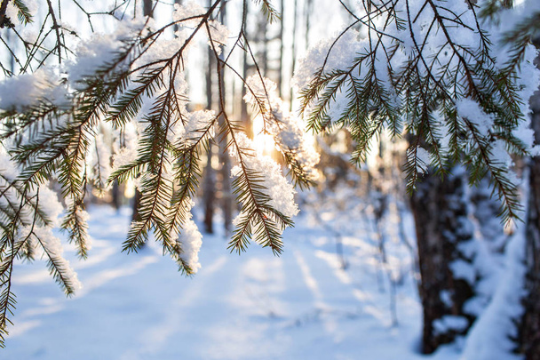 Close-up of fir branches with flakes of snow, with the dawn sun on the background. Christmas frosty morning. Winter landscape, Tranquil nature in sunlight in park - Photo, Image