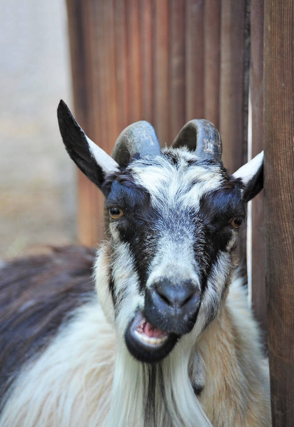 Grijze geit portret in landelijke boerderij corral - Foto, afbeelding