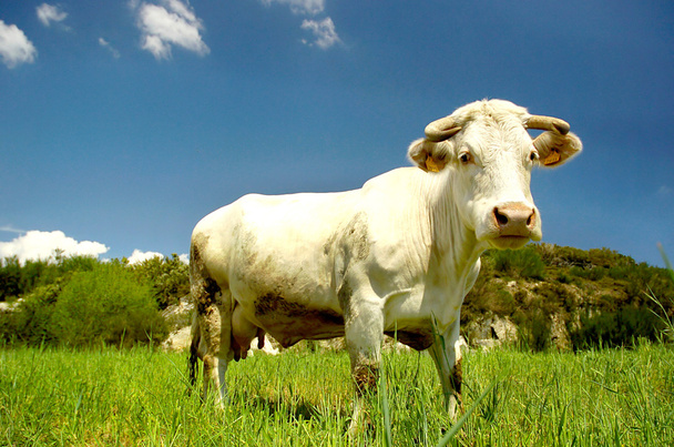 Vaca - Foto, Imagem