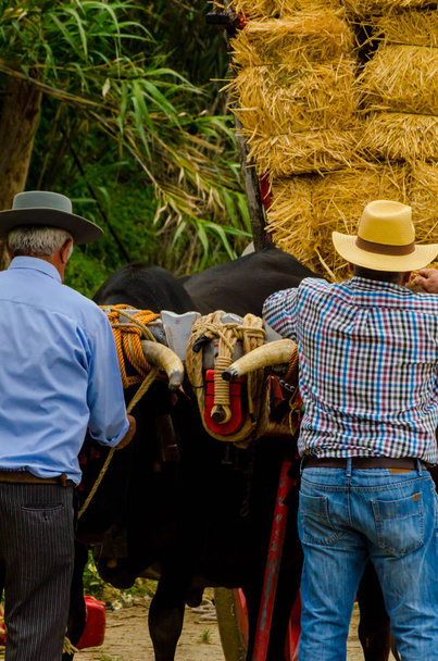 ALMAYATE, SPAIN - APRIL 21, 2018 Traditional Andalusian contest based on the presentation of the ability to drive oxen with a cart, professional work of carters with oxen, event - Photo, Image