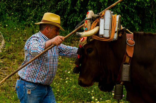 ALMAYATE, SPAIN - APRIL 21, 2018 Traditional Andalusian contest based on the presentation of the ability to drive oxen with a cart, professional work of carters with oxen, event - Photo, image