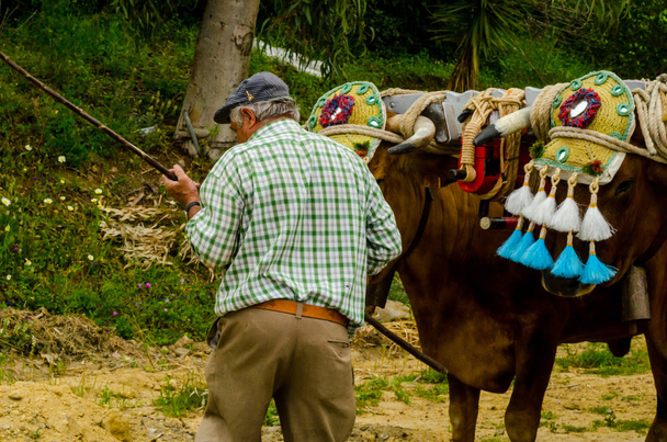 ALMAYATE, SPAIN - APRIL 21, 2018 Traditional Andalusian contest based on the presentation of the ability to drive oxen with a cart, professional work of carters with oxen, event - Photo, image