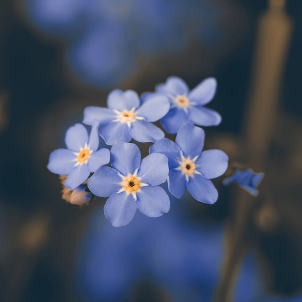 Forget-me-not. In the garden. Forget-me-not flowers. Spring, summer in the garden - Fotoğraf, Görsel