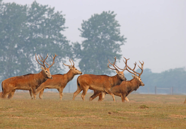 Elks legelnek a Dafeng Elk nemzeti természetvédelmi Jancseng City, Kelet-kínai Jiangsu tartomány, 2017. június 18. - Fotó, kép