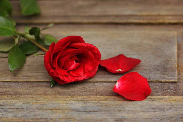 Red rose on a beautiful blurred background. - Photo, image