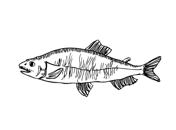 Kézzel rajzolt élelmiszer összetevők - tenger élelmiszer menü illusztrációk - vektor - Vektor, kép