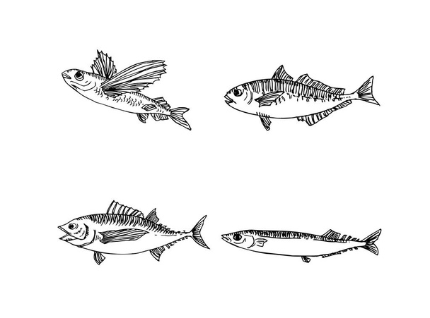 Käsin piirretyt elintarvikkeiden ainesosat - meriruokavalikon kuvitukset - vektori
 - Vektori, kuva