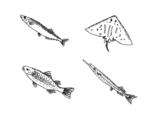 Hand drawn food ingredients - sea food menu illustrations - vector - Vector, Image