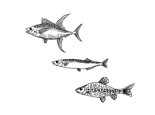 Ingredientes alimentarios dibujados a mano - ilustraciones de menú de comida marina - vector
 - Vector, Imagen