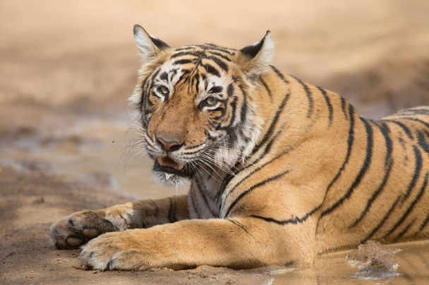  Intialainen tiikeri makaa Bandhavgarhin kansallispuistossa
  - Valokuva, kuva
