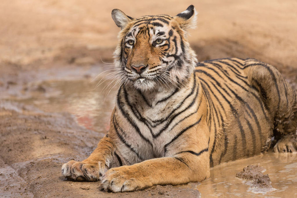  Intialainen tiikeri makaa Bandhavgarhin kansallispuistossa
  - Valokuva, kuva