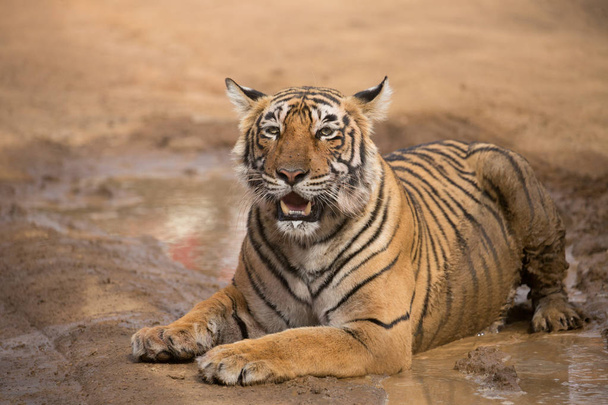 Indian tiger lying  in Bandhavgarh National Park  - 写真・画像