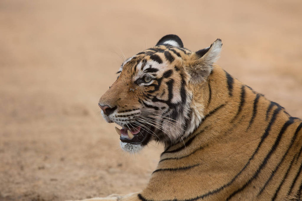  Indian tiger in natural habitat. It is an excellent illustration in the soft light - Foto, Bild