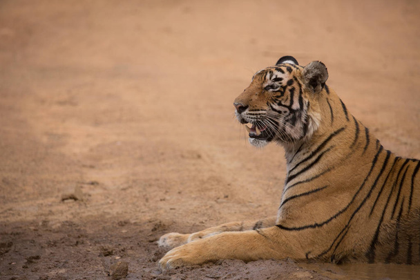  Indian tiger lying  in Bandhavgarh National Park  - Photo, image
