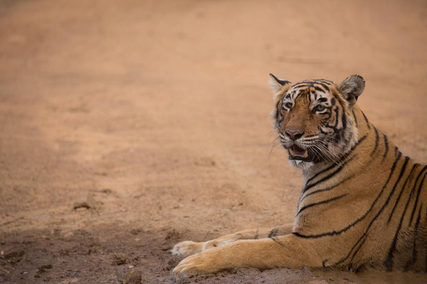  Indian tiger  in Bandhavgarh National Park  - Fotoğraf, Görsel