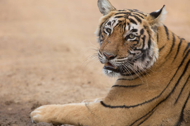  Indian tiger lying  in Bandhavgarh National Park  - Valokuva, kuva