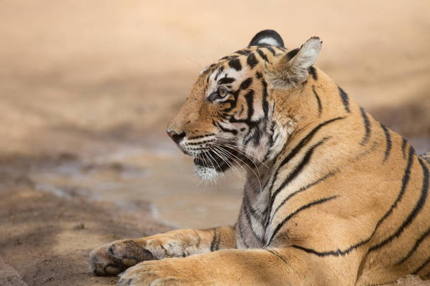  Indian tiger lying  in Bandhavgarh National Park  - Φωτογραφία, εικόνα
