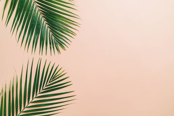 Tropical palm leaves on color background with copy space - Foto, Imagen