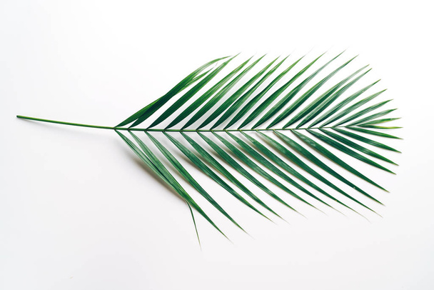 Tropical palm leaves on color background with copy space - Foto, Bild