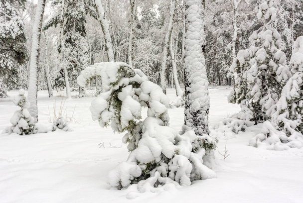Forest. Winter. Snow covered trees. Drifts. Coldly. Beauty. - Photo, Image